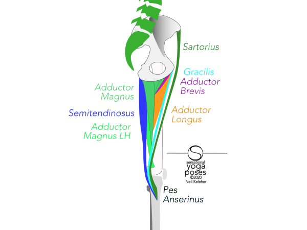 medial view of inner thigh showing adductor magnus,  adductor longus, adductor brevis, semitendinosus, gracilis, sartorius. Neil Keleher, Sensational Yoga Poses.