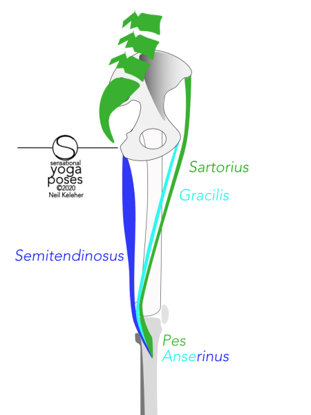 Sartorius runs from the ASIC along the inner thigh to the top of the tibia. Gracilis runs from just below the pubic synthesis to the top of the inside of the tibia. Semitendinosus runs from the ischial tuberosity or sitting bone to the top of the inside of the tibia. Note that all three attach to corner points of the hip bone. Additionally, all three connect at the pes anserinus. The sartorius has a broader attachment to the tibia than the other two pes anserinus muscles and attaches in front of them to the tibia. Gracilis attaches to the tibia above the semitendinosus. Neil Keleher, Sensational Yoga Poses.