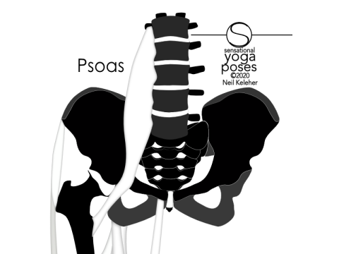 Lower back muscles: psoas muscle. The psoas attaches to the lumbar bodies and intervening vertebral discs. It also attaches to the fronts of the lumbar transverse processes. It passes forwards and downwards from the lumbar spine, bends around the front of the hip bone and from there reaches back to attach to the lesser trochanter, at the top of the inner thighs inner surface, towards the back edge and just below the neck of the femur. The psoa Neil Keleher, Sensational Yoga Poses.