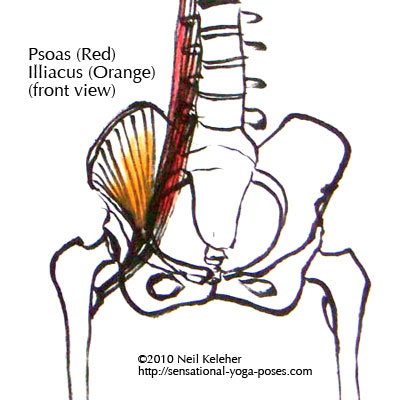 psoas and illiacus