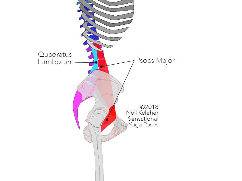 Psoas and quadratus lumborum, side view. Neil Keleher, Sensational Yoga Poses.