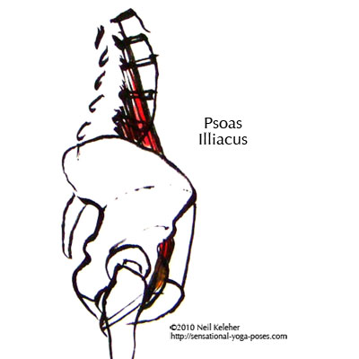 psoas side view