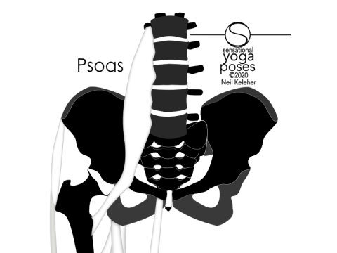 Psoas Major Anatomy, How The Psoas Connects To The 12Th Ribs And Kidneys, Neil Keleher, Sensational yoga poses