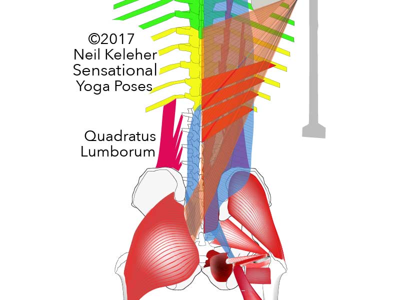 quadratus lumborum Neil Keleher. Sensational Yoga Poses.