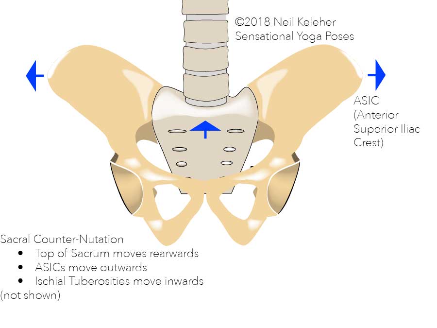 Sacral counter nutation, the sacrum nods backwards relative to the hip bones causing the ASICS to move outwards and (not shown, the tailbone to move forwards and the ischial tuberosities to move inwards.) Neil Keleher. Sensational Yoga Poses.