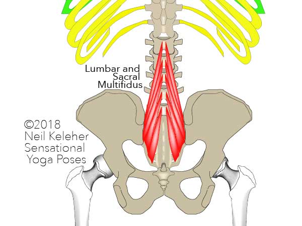 The sacral and lumbar multifidus muscle. Note how the fascicles of this muscle attach to the back of the sactrum, and the inner surface of the psis. From these lower attachment points the multifidus reach upwards and inwards to attach to the spinous processess of a vertebrae three levels above. Neil Keleher. Sensational Yoga Poses.