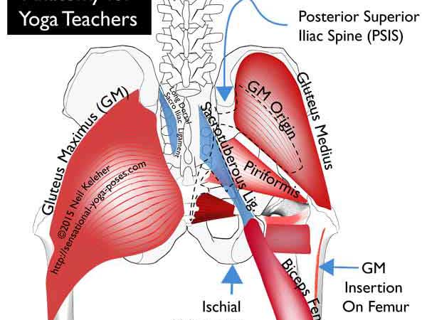 anatomy for yoga teachers: sacrotuberous ligament, long dorsal sacroiliac ligament, piriformis, gluteus maximus, biceps femoris long head, neil keleher, sensational yoga poses.