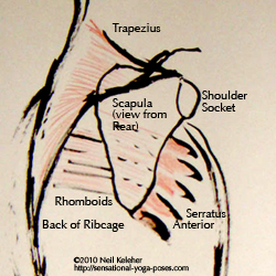 scapular awareness, scapular awareness exercises, yoga poses, yoga postures, yoga awareness, Serratus Anterior, Trapezius, Rhomboids