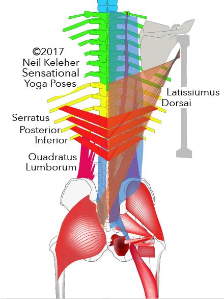 Serratus Posterior Inferior, viewed from the back along with quadratus lumborum and latissimus dorsai. Neil Keleher. Sensational Yoga Poses.