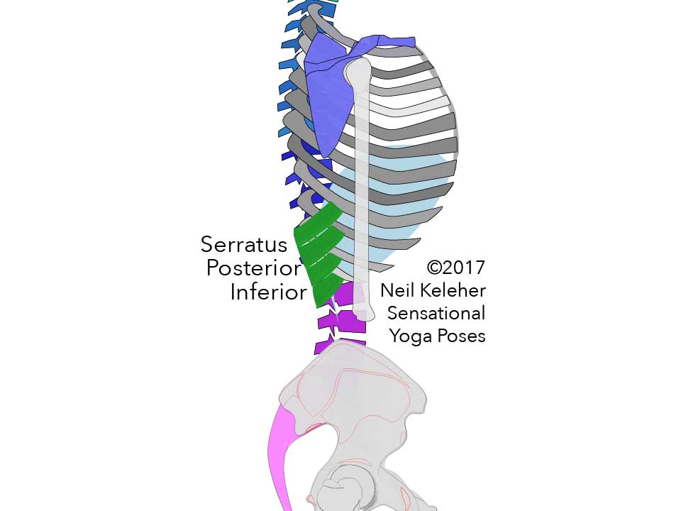 Serratus Posterior Inferior, viewed from the side.. Neil Keleher. Sensational Yoga Poses.