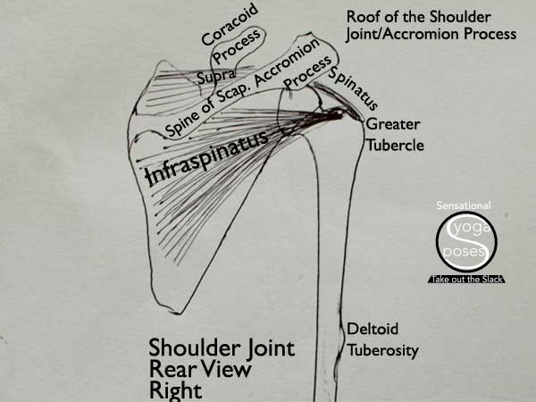 Shoulder Anatomy, The Rotator Cuff, Anatomy Trains And Tuned Tension, Neil Keleher, Sensational yoga poses