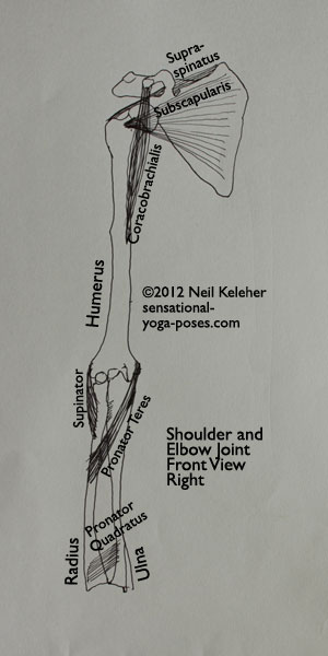 elbow joint, front view elbow, front view shoulder, supra spinatus, subscapularis, coracobrachialis, suppinator, pronator teres, pronator quadratus, humerus, radius, ulna