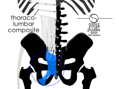 thoracolumbar composite including sacrotuberous ligament. Neil Keleher, Sensational Yoga Poses.