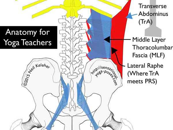 elements of the thoracolumbar fascia: transverse abdominus, middle layer of thoracolumbar fascia (MLF), quadratus luborum, sactotuberous ligament (not labelled), long dorsal sacroiliac ligament (not labelled.) Neil Keleher, anatomy for yoga teachers, sensational yoga poses.