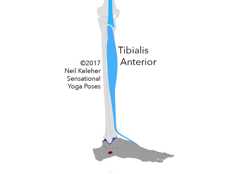 Lateral (outside) view of fibula and tibia and foot showing tibialis anterior muscle. Neil Keleher. Sensational Yoga Poses.