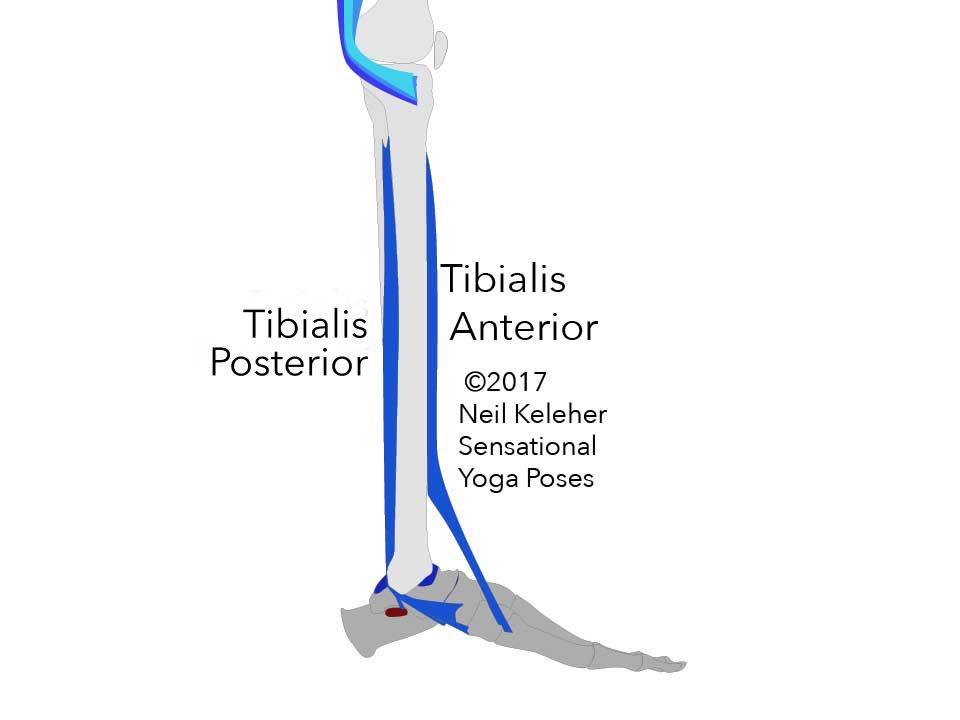 Tibia and fibula side view along with bones of the foot and the two muscles Tibialis Posterior and Tibialis Anterior. Neil Keleher. Sensational Yoga Poses.