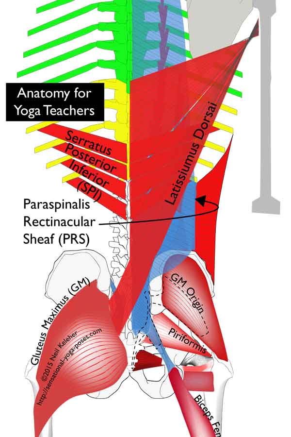 Elements of the thoracolumbar fascia: latissimus dorsai, gluteus maximus, serratus posterior inferior, sacrotuberous ligament (not labelled), biceps fermoris, paraspinalis rectinacular sheath. Neil Keleher, Anatomy for yoga teachers, sensational yoga poses.