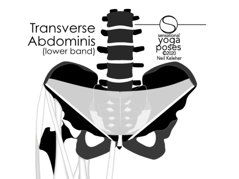 Anatomy of the lower back: lower band of transverse abdominis, front view. The lower band of the transverse abdominis attaches to the ASICs and the inguinal ligaments. Pulling inwards on the ASICs and inguinal ligaments, it can cause the PSICs at the back of the hip bones to try to spread apart. This can be resisted by the thoracolumbar composite, the mass of connective tissue that runs across the back of the sacrum connecting the backs of the two hip bones. In combination with activation of the lumbar multifidus, the lower transverse abdominis can stabilize the SI joints, thus making the hip bones and sacrum stable, giving the lower back muscles that attach there a stable foundation from which to work on the lower back. Neil Keleher, Sensational Yoga Poses.