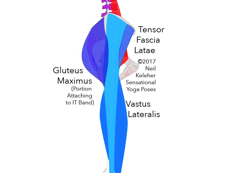 Side view of thigh anatomy showing IT band with underlying Vastus Lateralis muscle in additon to attached Gluteus Maximus and Tensor Fascia Latae. Neil Keleher. Sensational Yoga Poses.
