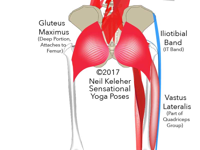 Anatomy of the thigh, rear view, showing the attachment of the deep portion of the gluteus maximus to the back of the femur and vastus lateralis attach to the femur just below it. Neil Keleher. Sensational Yoga Poses.