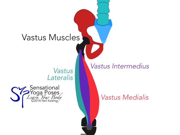 Front view, the vastus muscles, vastus lateralis, vastus intermedius, vastus lateralis.  Neil Keleher. Sensational Yoga Poses.