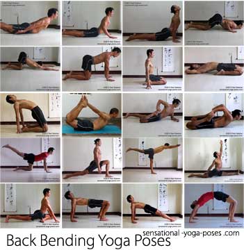 back bending yoga poses: locust (shalabasana) cobra (bhujangasana), upward dog (urdhva muka svanasana), puppy dog junior chest stretch, puppy dog shoulder and chest stretch, cat pose with spine bent backwards, hero pose (virasana), reclining hero pose (supta virasana), camel pose (ustrasana), bow pose (dhanurasna), frog quad stretch one leg, frog quad stretch (bhekasana), extended cat pose, high lunged, warrior (virabhadrasana) 3, splits (hanumanasana), Upright pigeon yoga pose, table top yoga pose, reverse plank yoga pose (purvottanasana), wheel pose (urdhva dhanurasana). Neil Keleher. Sensationaly Yoga Poses.