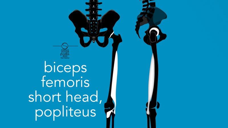 biceps femoris short head and popliteus muscle, rear view. And biceps femoris short head side view. Neil Keleher, Sensational Yoga Poses.