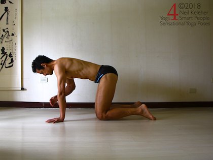 Bird dog preparation position side view starting from all fours with supporting arm shoulder blade protracted and other hand lifted. Neil Keleher. Sensational Yoga Poses.
