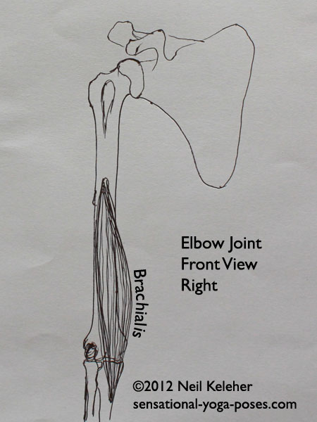 elbow joint anatomy front view, brachialis