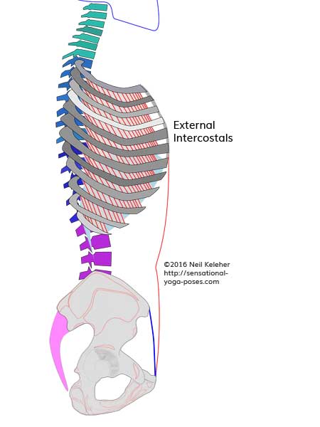 External intercostals, costal breathing, neil keleher, sensational yoga poses.