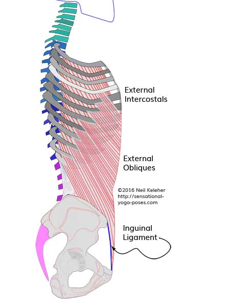 Anatomy for yoga teachers, external intercostals and external obliques, Neil Keleher, sensational yoga poses.