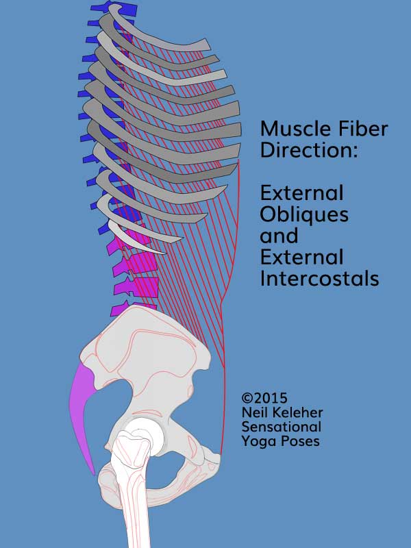 Side view torso and ribcage showing external obliques and external intercostals as well as their fiber angle, forwards and downwards.  Neil Keleher. Sensational Yoga Poses.