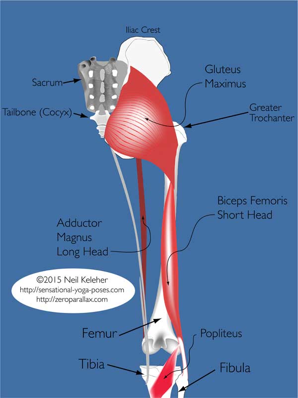 yoga anatomy: gluteus maximus, biceps femoris short head, adductor magnus long head. Sensational yoga poses, Anatomy by Neil Keleher.