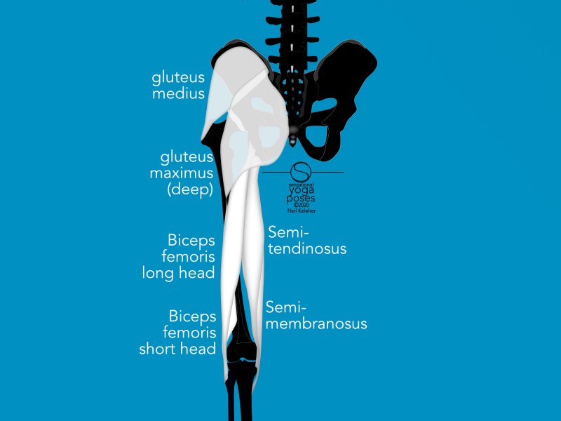 Glute And Hamstring Anatomy For Yoga, Yoga Anatomy For Back Bending And Forward Bending The Hips, Neil Keleher, Sensational yoga poses