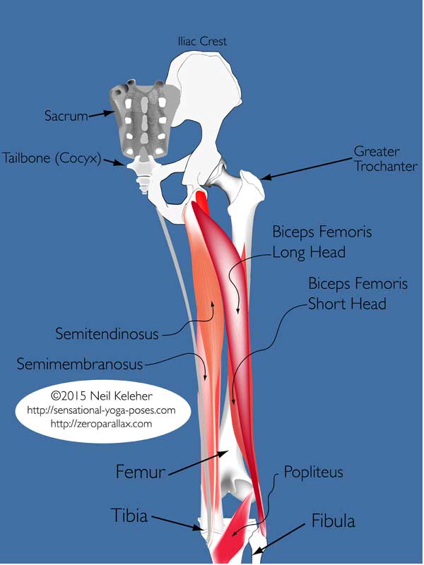 Hamstring muscles including: Biceps femoris long head, biceps femoris short head, semitendinosus, semimembranosus. Also shows popliteus, greater trochanter, sacrum, iliac creast, femur, tibia, fibula. Neil Keleher. Sensational Yoga Poses.