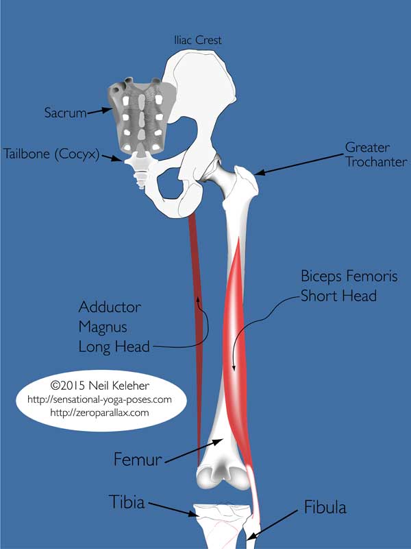 yoga anatomy: adductor magnus long head, biceps femoris short head.