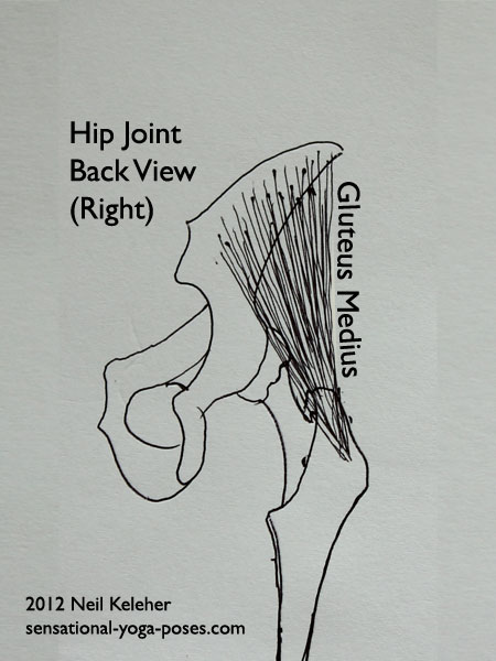 single joint muscles of the hip, gluteus medius, back view