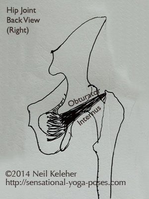 single joint muscles of the hip, obturator internus back view