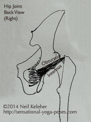 single joint hip flexors, single joint muscles of the hip, obturator internus back view