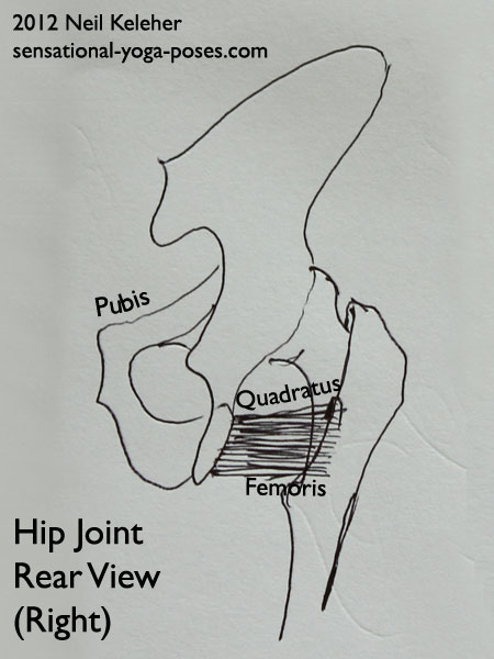 single joint muscles of the hip, quadratus femoris, back view