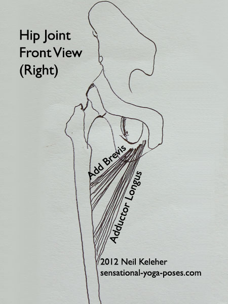 single joint muscles of the hip, adductor brevis, adductor longus, front view
