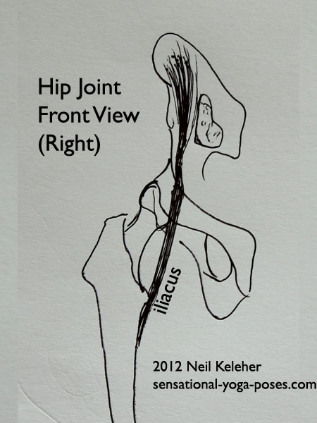 single joint muscles of the hip, iliacus, front view