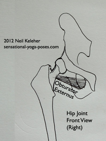 muscles of the hip, obturator externus, front view