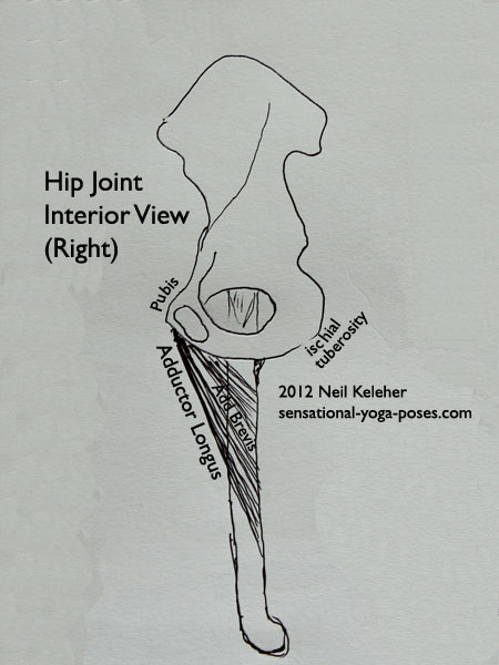 single joint muscles of the hip, adductor brevis, adductor longus, inside view