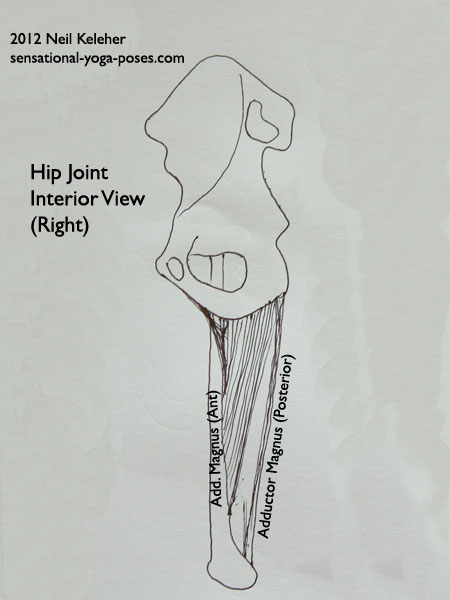 single joint muscles of the hip, adductor magus, inside view