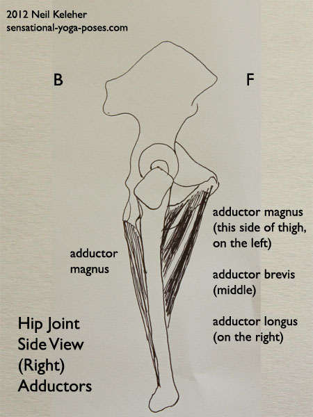 single joint muscles of the hip, adductor magnus