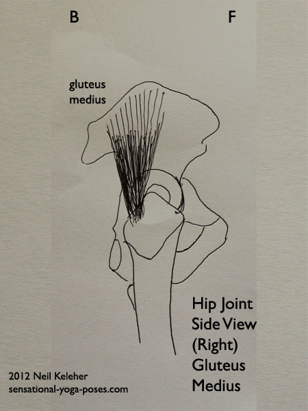 single joint muscles of the hip, gluteus medius, side view