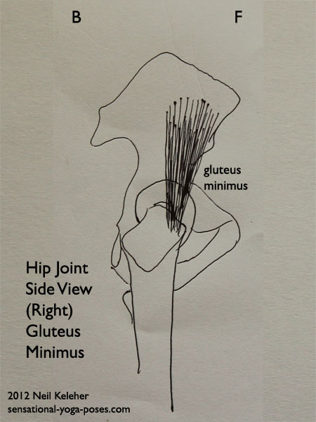 muscles of the hip, gluteus minimus, side view
