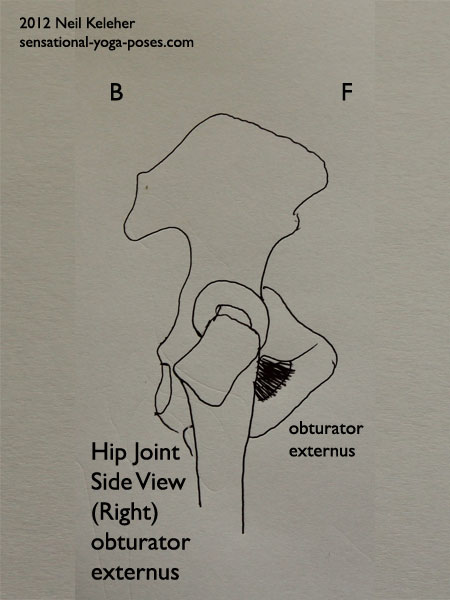 muscles of the hip, obturator externus, side view