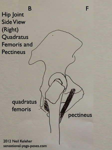 single joint muscles of the hip, pectineus and quadratus femoris